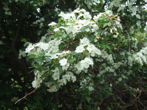 May blossom. The hawthorn flowers certainly look nicer than they smell! (Crataegus monogyna). 