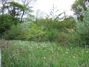 A pretty small area of meadow planted at Tyneham Farm barn.