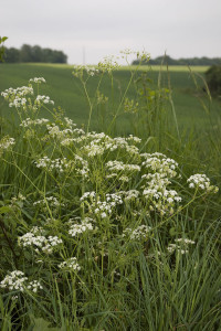 Cow parsley (Anthriscus sylvestris). Photo by Olivier Pichard.