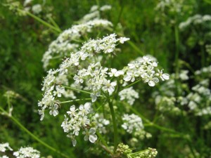 Cow parsley flower head. Photo by Kristian Peters.