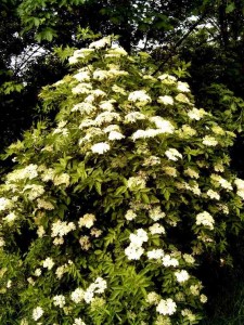 Elderflower (Sambucus nigra). Photo by kku.