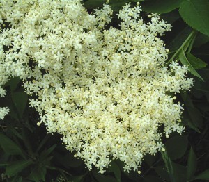 Elderflower blossom detail. Photo by Frank Vincentz.