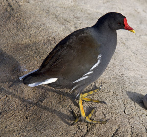 Moorhen (Gallinula chloropus). Photo by Tony Hisgett.