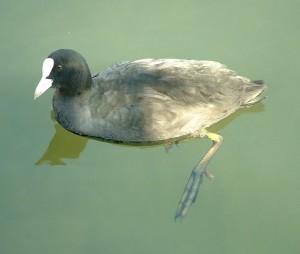 A coot ( Photo by Marcus Rowland.