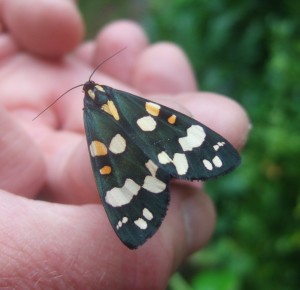 Newly-emerged tiger moth.