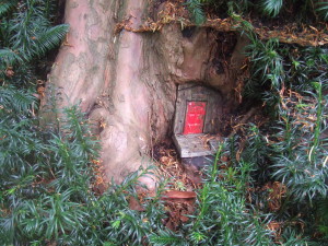 Red fairy door in a yew tree at the Larmer Tree Gardens.
