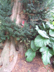 Red fairy door in a yew tree at the Larmer Tree Gardens.