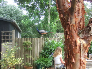 A canny peacock lurking at the cafe garden at the Larmer Tree Gardens. Lovely bark on the Acer griseum tree in the foreground.