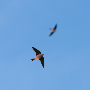 House martins. Photo by Sean - Martin.