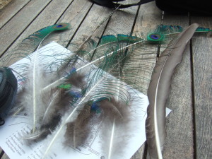 My haul of shed peacock feathers.