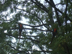 Spot the macaws!