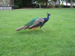 Free-roaming peacock at the Larmer Tree Gardens. In the background are the Singing Theatre (left) and the Lodge (right).