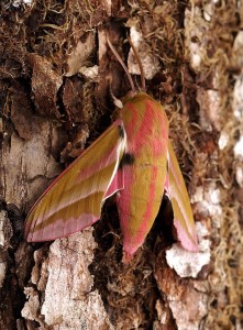 800px-Deilephila_elpenor_Weibchen_Saarland_003