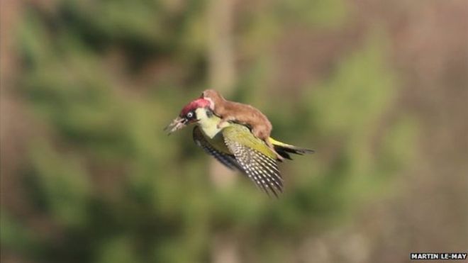 Weasel on a green woodpecker. Photo by Martin Le-May.