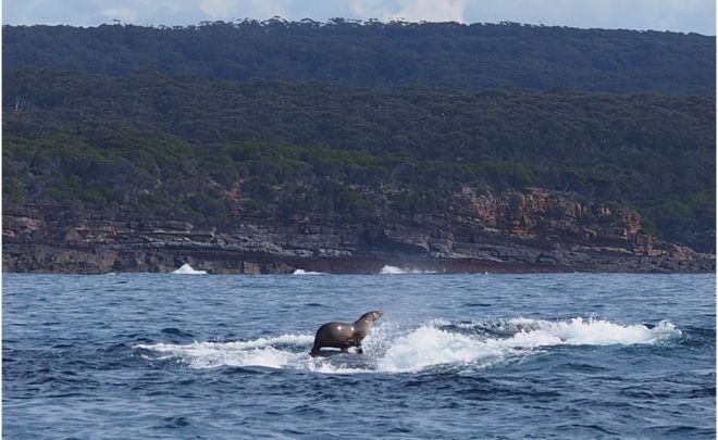 A seal hitching a ride on a humpback whale. Photo by Robyn Malcolm.