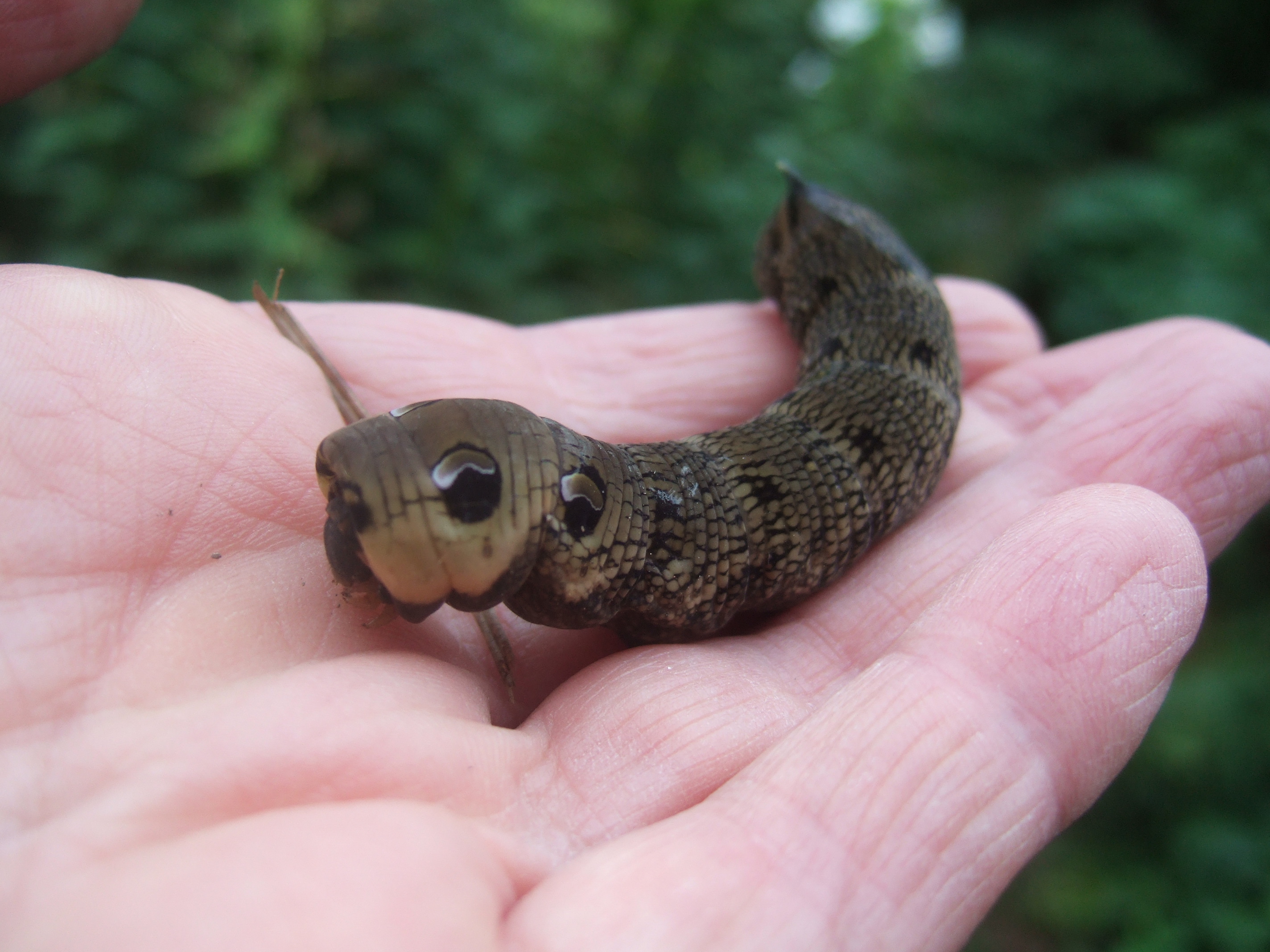 Elephant hawk-moth  The Wildlife Trusts