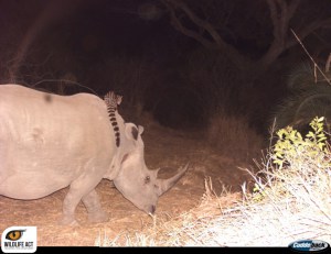 Cape genet on a rhinoceros. 