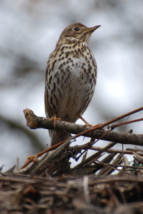 Song thrush (Turdus philomelos).