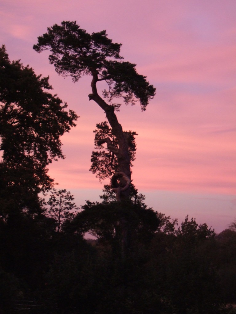 Scot's pine (PInus sylvestris).