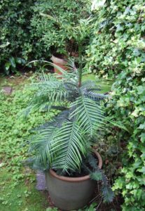 Our Wollemi pine, Dick, just after we got it in August 2009.
