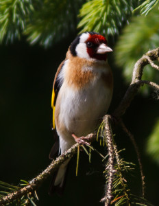 Goldfinch () Photo by Ómar Runólfsson.