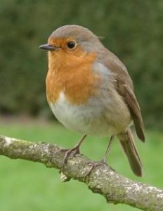 Robin (Erithracus rubecula). Photo by Ramin Nakisa.