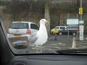 Herring gull on the bonnet of our car in Weymouth. 