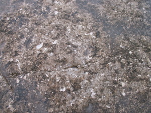 Fossilliferous limestone exposed on the ledge by Pulpit Rock.