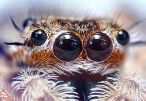 The eyes of a jumping spider. Photo by Opoterser.