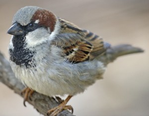 Male house sparrow (Passer domesticus). Photo by Lip Kee Yap.