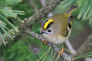 Female Goldcrest (Regulus Regulus). Photo by Missy Osborn.