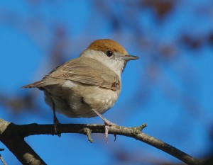 Female blackcap. Photo by Stefan Berndtsson.