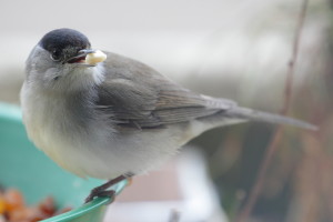 Male blackcap (Sylvia atricapilla). Photo by Spacebirdy.