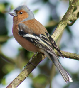 Male chaffinch (Fringilla coelebs). Photo by Gidzy.