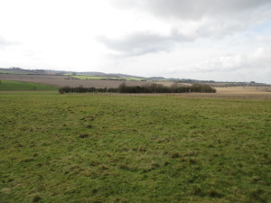 A hawthorn clump in the grazing land, giving shelter to the sheep and a haven for the birds. In the foreground you can see molehills with the freshly-turned white chalk lumps in them.