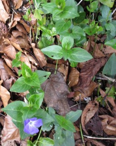 Periwinkle and dog's mercury.