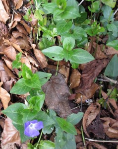 Periwinkle and dog's mercury.