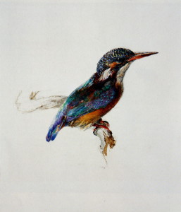 John Ruskin. Kingfisher.