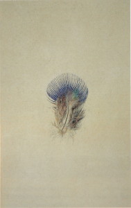 John Ruskin. Study of a Peacock's Breast Feather. 1875. Watercolour, 22.3 x 14.7 cm.