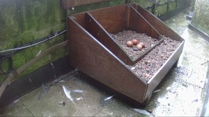Four eggs by 11 April 2016.