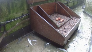 Four eggs by 11 April 2016.
