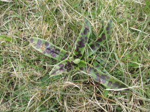 Leaves of the Common spotted orchid (Dactylorhiza fuchsii)