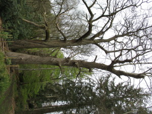 Beautiful old Spanish Chestnuts with their wonderfully twisted trunks.