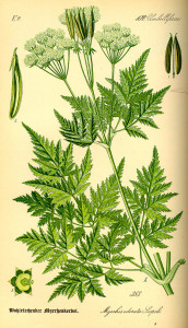 Sweet cicely (Myrrhis odorata)