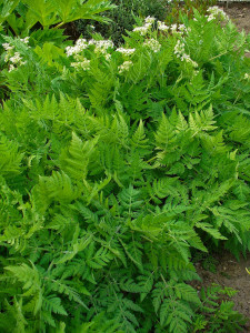 Sweet cicely (Myrrhis odorata). Photo by H. Zell.