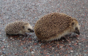 Lets's hope lots of these little fellows are the result of last night's festivities. Photo by Calle Eklund/V-wolf.