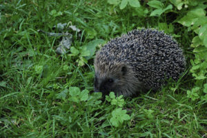 Hedgehog (Erinaceus europaeus). Photo by Jpbw.