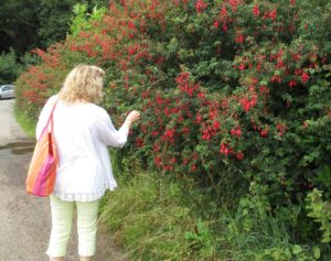 A beautiful fuchsia hedge.