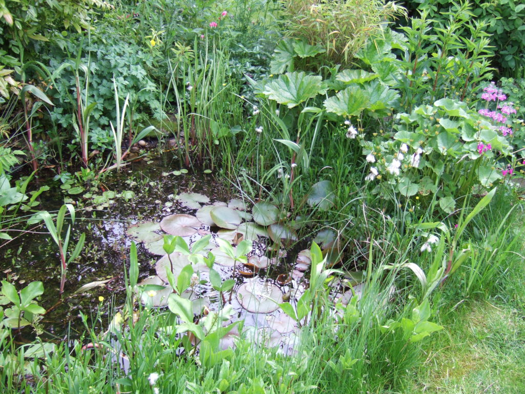Our pond 10 years ago, 1 June 2006.