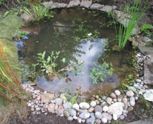 New plants added: Brooklime (Veronica beccabunga), bogbean (Menyanthes trifoliata) and Iris louisiana 'Her Highness'.